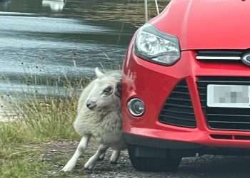 Adorable images show itchy sheep giving itself scratch on the side of a car