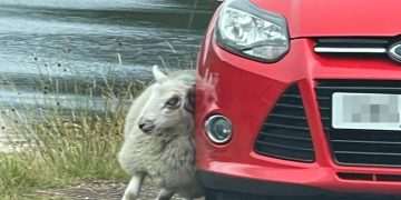 Adorable images show itchy sheep giving itself scratch on the side of a car