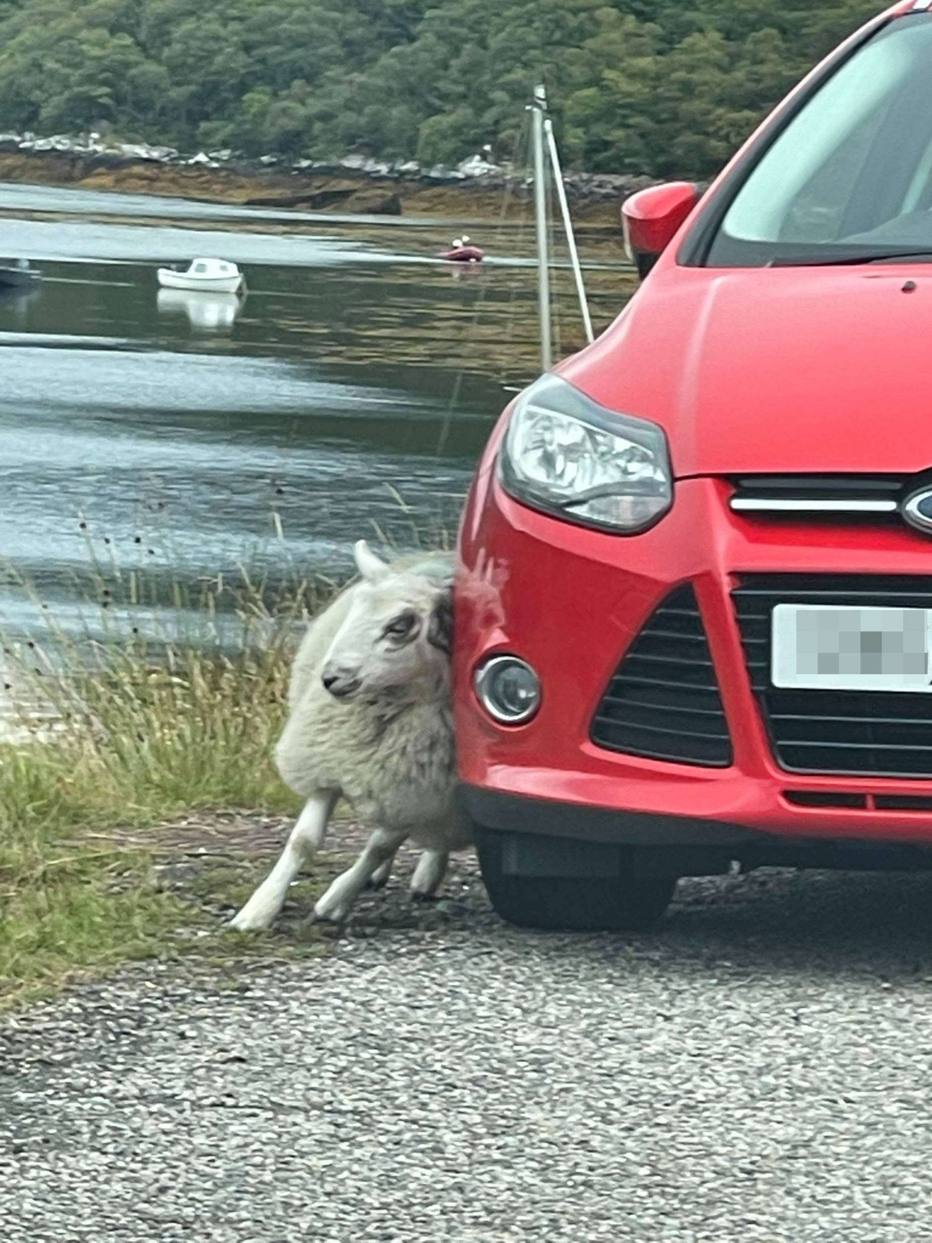 Adorable images show itchy sheep giving itself scratch on the side of a car