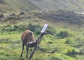 Hilarious images show stag knocking over "please do not feed me" sign