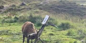Hilarious images show stag knocking over "please do not feed me" sign