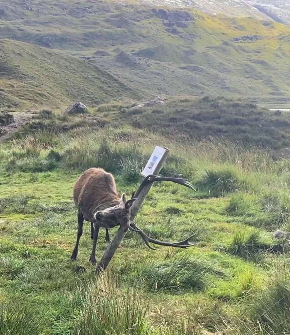 Hilarious images show stag knocking over "please do not feed me" sign
