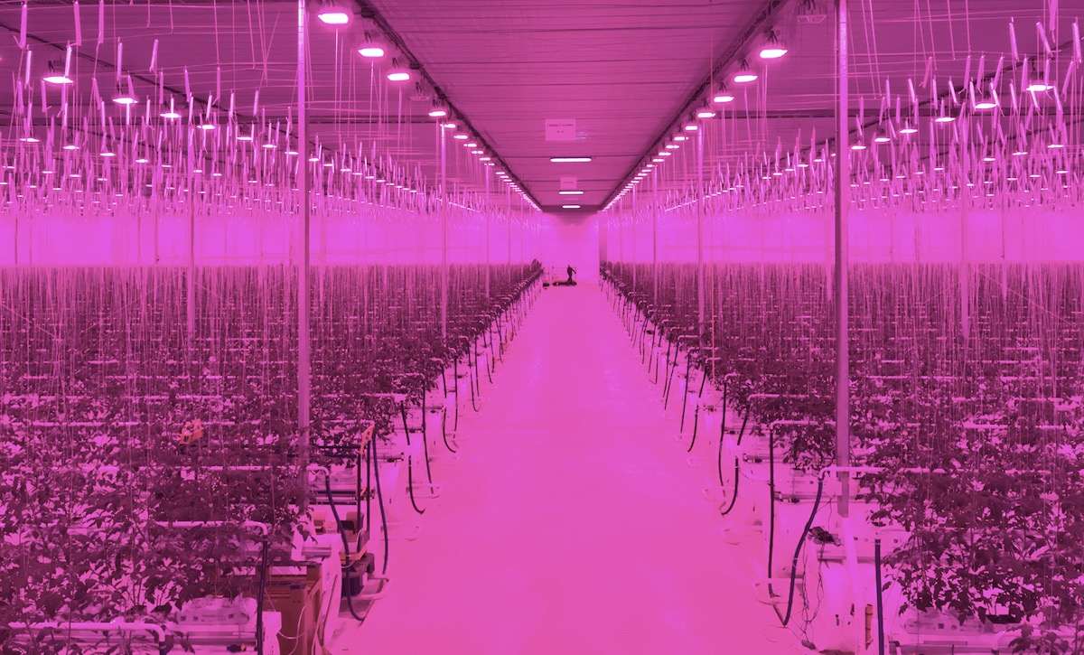 Can we eat UK-grown produce all year, without environmental trade-offs? 