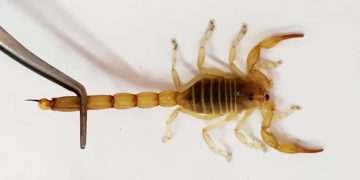 Study launched into using scorpion venom to fight Covid-19 variants
