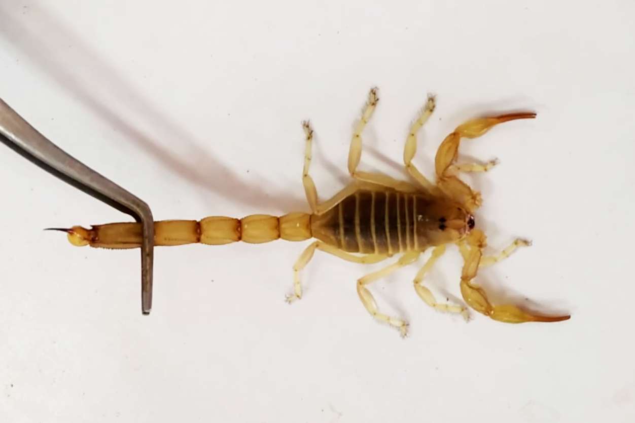 Study launched into using scorpion venom to fight Covid-19 variants