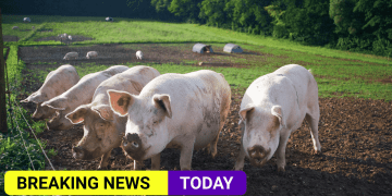 UK set to allow more foreign butchers in to prevent mass slaughter -