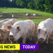 UK set to allow more foreign butchers in to prevent mass slaughter -