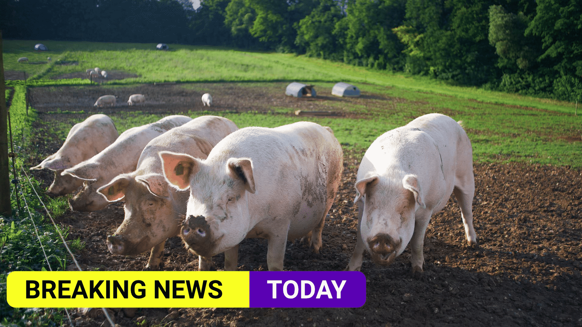 UK set to allow more foreign butchers in to prevent mass slaughter -