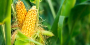 Gene editing gets government go-ahead.