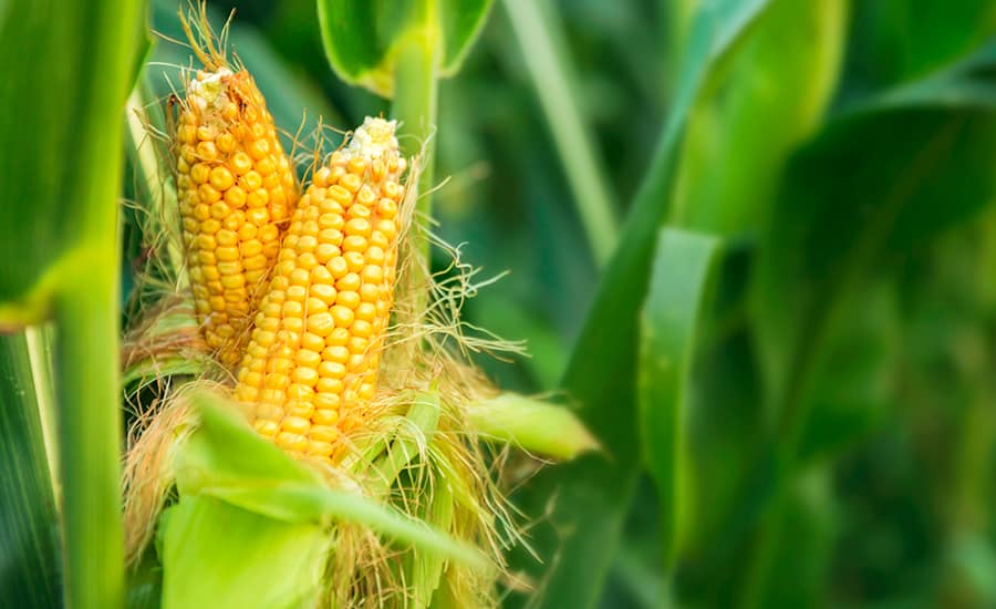 Gene editing gets government go-ahead.