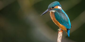 What went right: England’s rewilding plan, more positive news