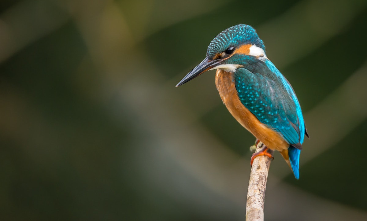 What went right: England’s rewilding plan, more positive news