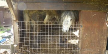 Couple who kept 9 ponies in 'barbaric' conditions, spared prison sentence.