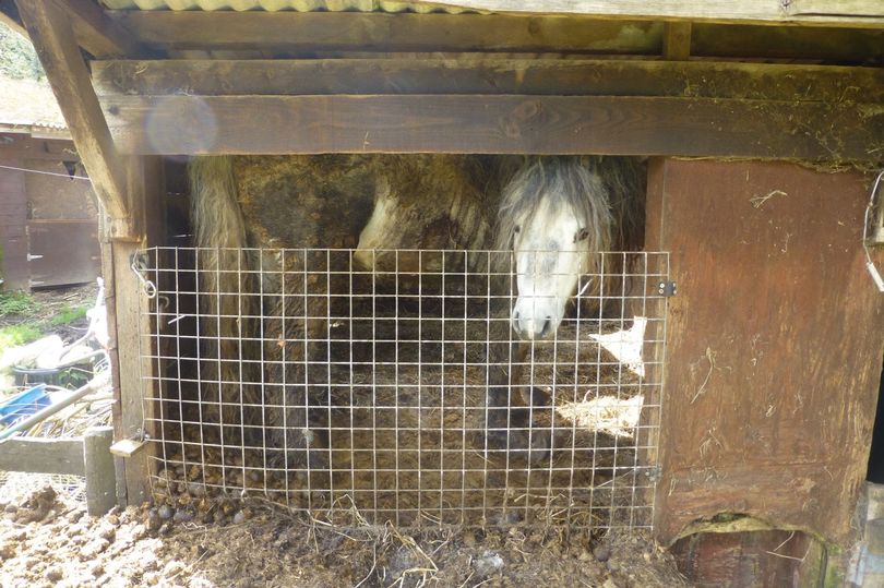 Couple who kept 9 ponies in 'barbaric' conditions, spared prison sentence.