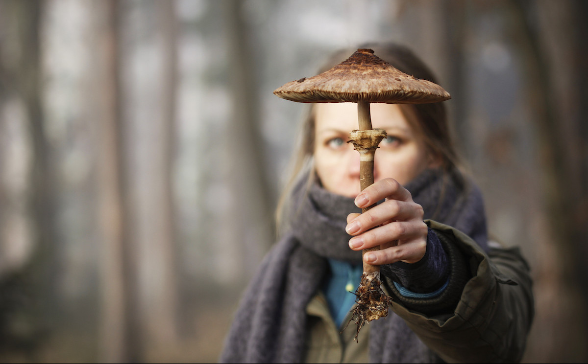 The project to map the world’s fungal networks – and why it matters