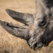 What went right this week: a plan to save rhinos, and more positive news