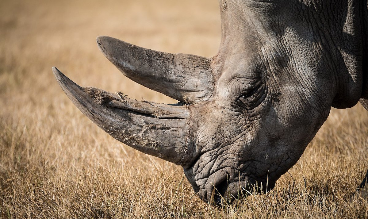 What went right this week: a plan to save rhinos, and more positive news