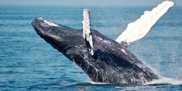 Why whales could be the key to storing our carbon emissions