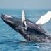 Why whales could be the key to storing our carbon emissions
