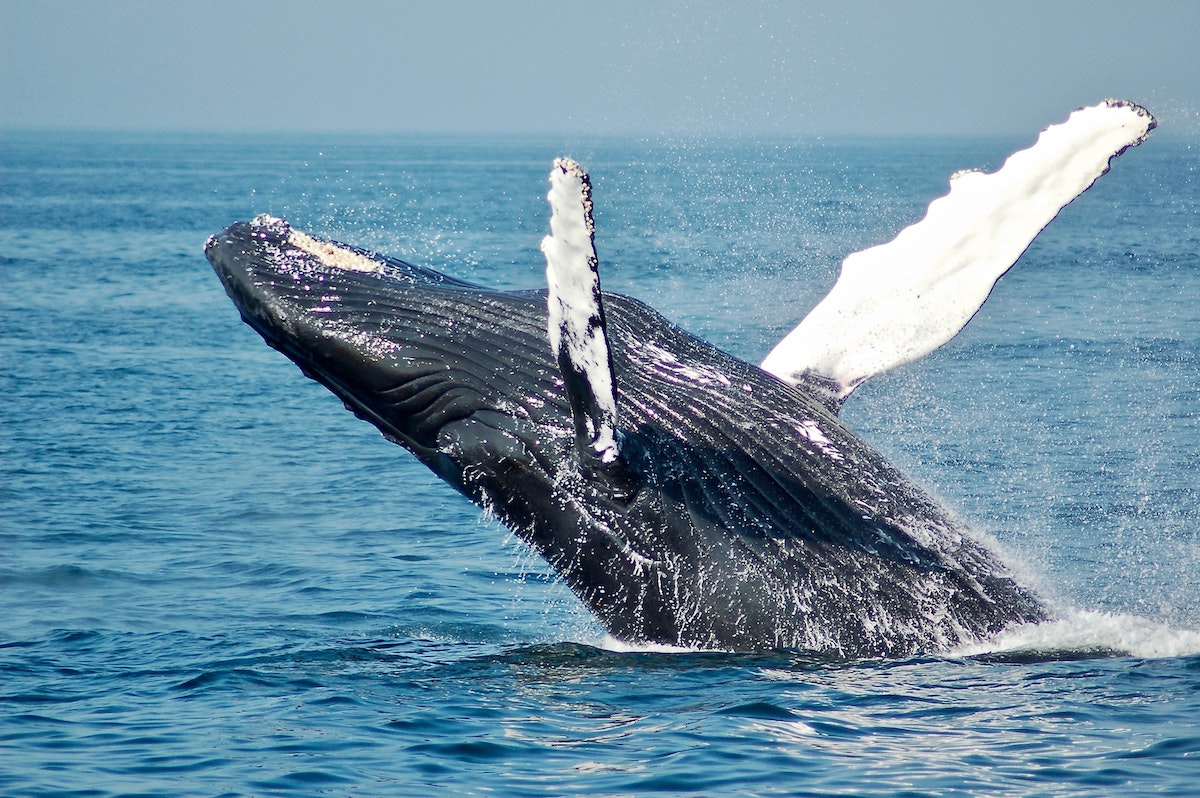 Why whales could be the key to storing our carbon emissions