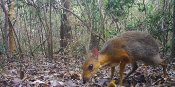 ‘A powerful antidote to despair’: the project that tracks down lost species