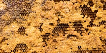 beehive-by-Meggyn-Pomerleau-on-Unsplash