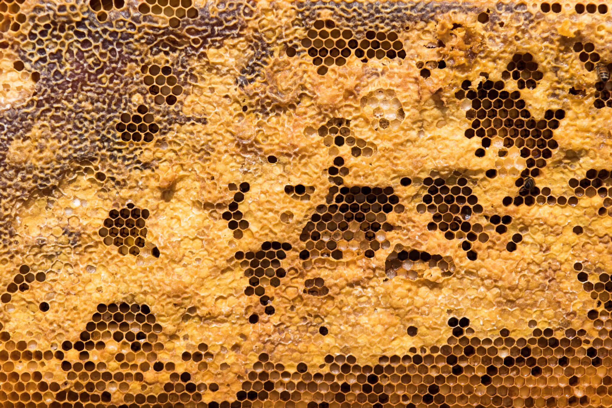 beehive-by-Meggyn-Pomerleau-on-Unsplash