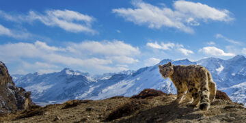 What went right this week: saving snow leopards, and more positive news