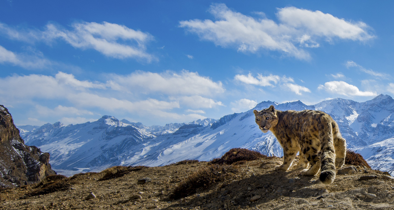 What went right this week: saving snow leopards, and more positive news
