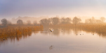 Britain’s first wetland ‘super reserve’ – and why it’s so significant