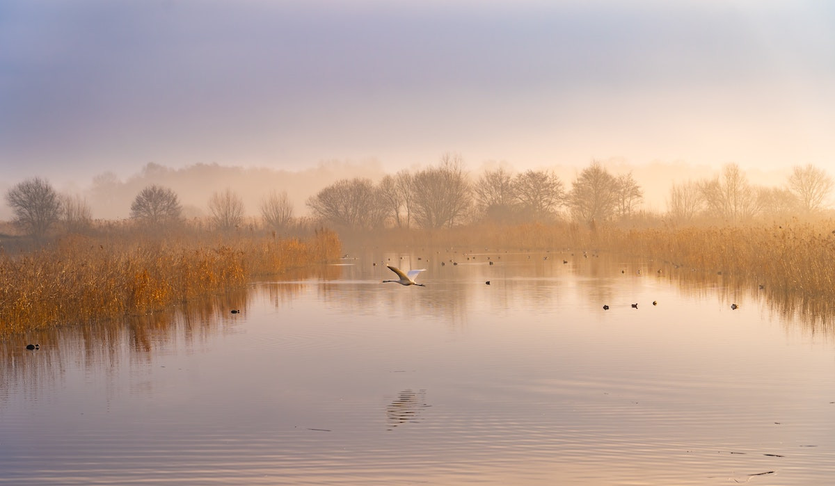 Britain’s first wetland ‘super reserve’ – and why it’s so significant