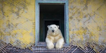 Wildlife Photographer of the Year 2022 – a peek at some of the entries