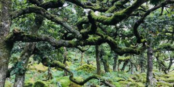 What went right this week: Britain’s ‘lost’ rainforests, and more good news