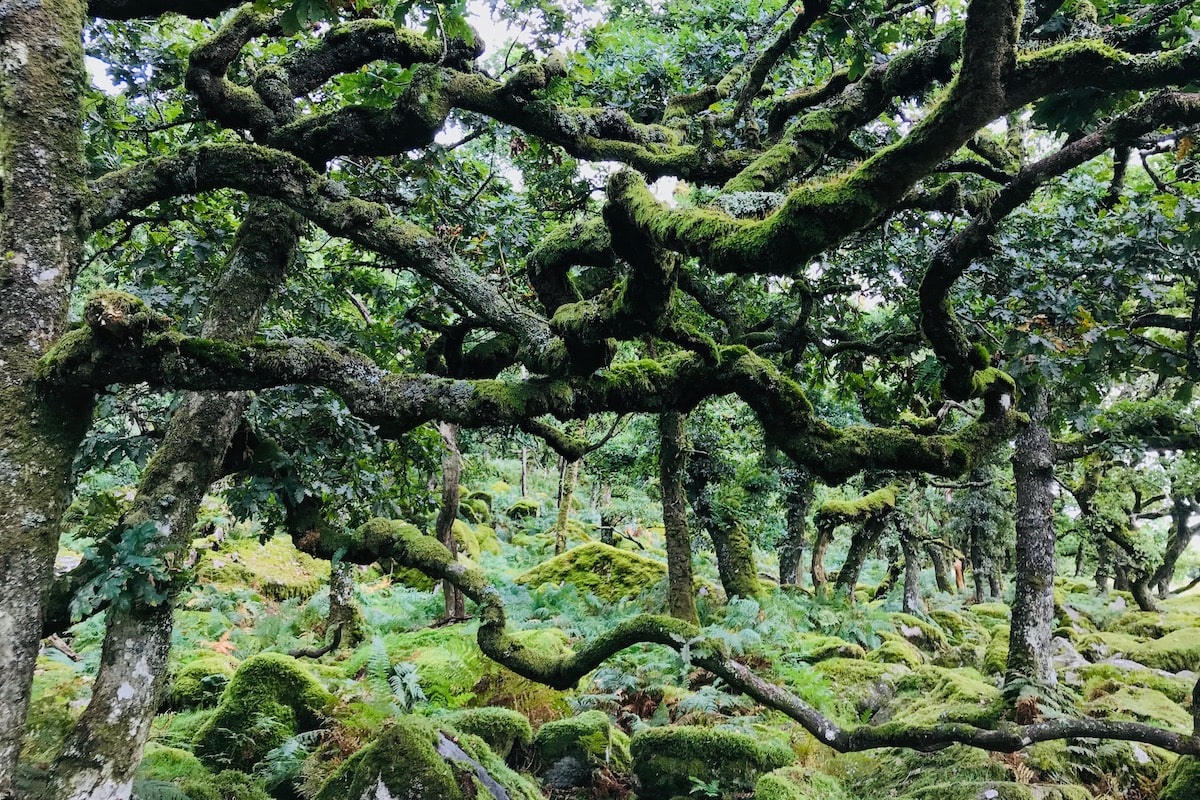 What went right this week: Britain’s ‘lost’ rainforests, and more good news