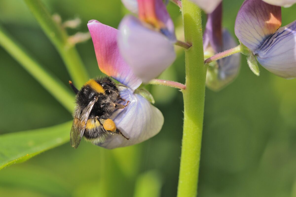 Scotland buzzing with bee-friendly projects, report reveals