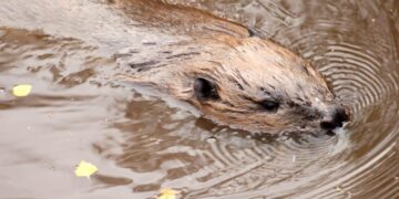 Beaver swimming with its head above the water