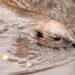 Beaver swimming with its head above the water