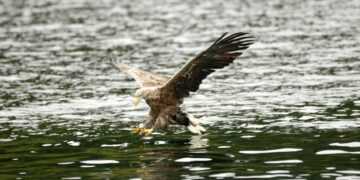 Adult white-tailed eagle