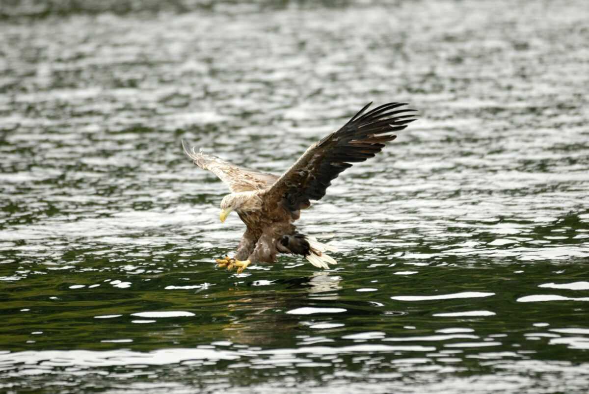 Adult white-tailed eagle