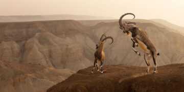 Gallery: winning images from the Nature in Focus awards