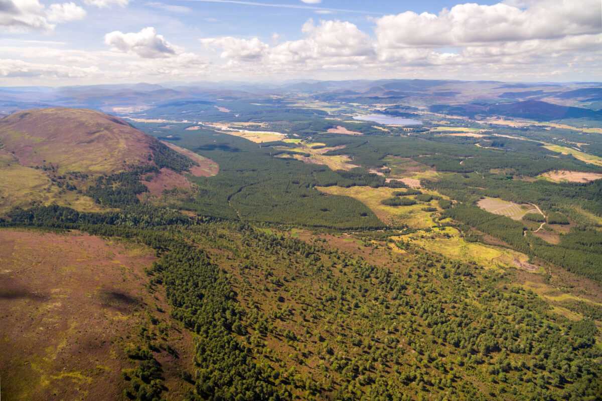 Scottish nature reserve sees 25% increase in woodland regrowth