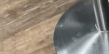 Toon fan stunned after finding faeces in bar