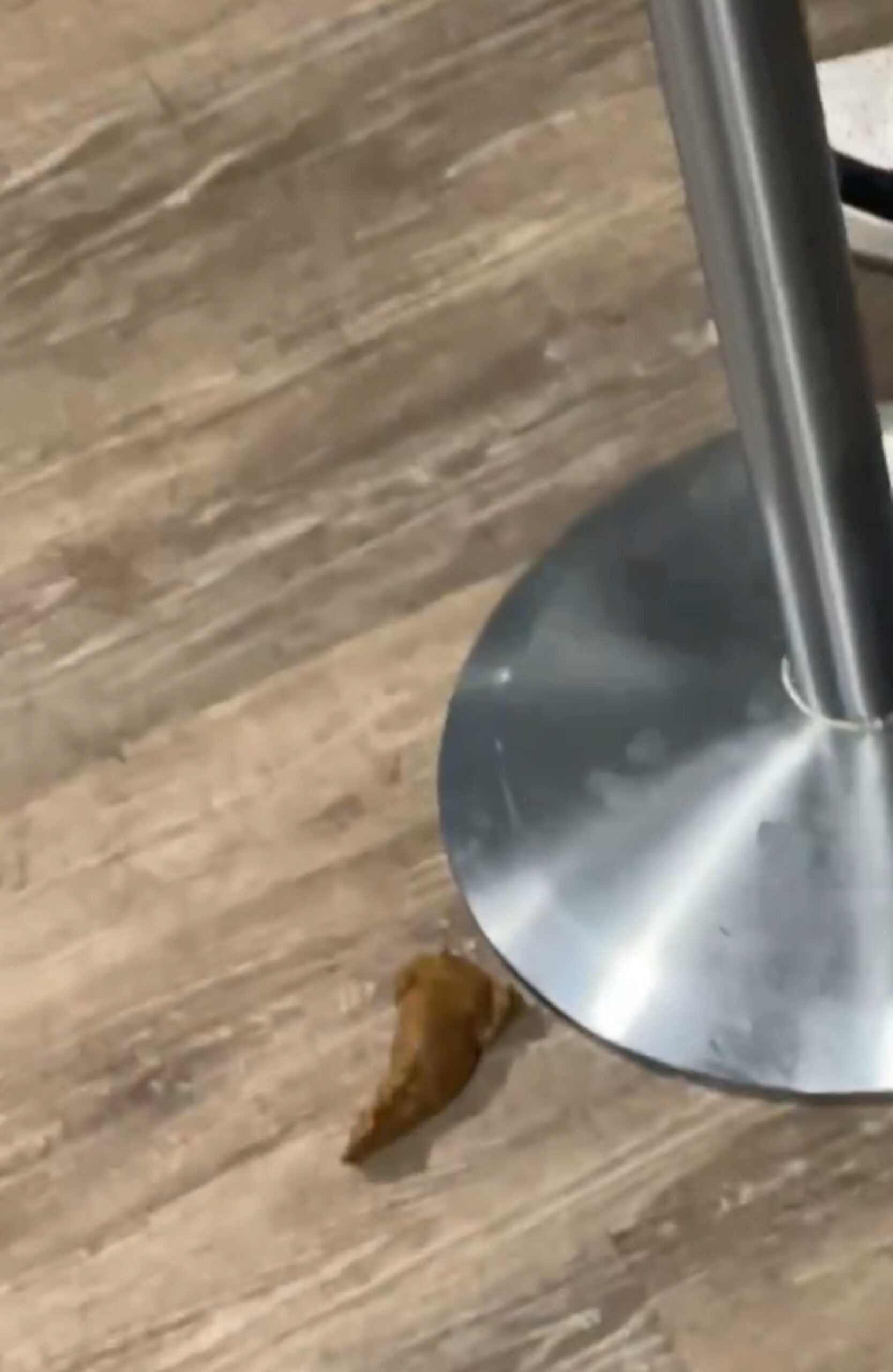 Toon fan stunned after finding faeces in bar