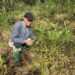 Scotland’s modern-day plant hunters uncover new species