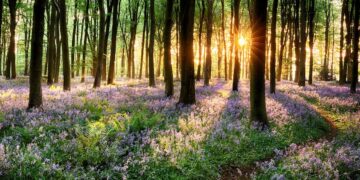 We want to know: what do forests mean to you? - Positive News