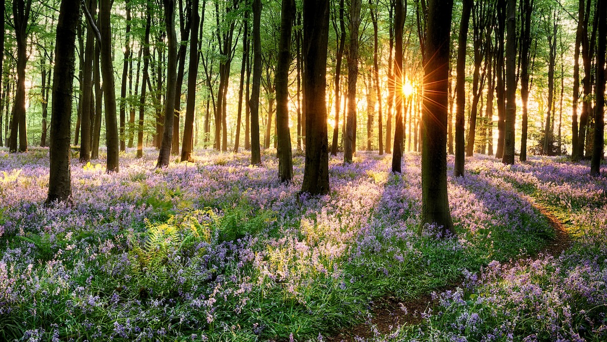 We want to know: what do forests mean to you? - Positive News