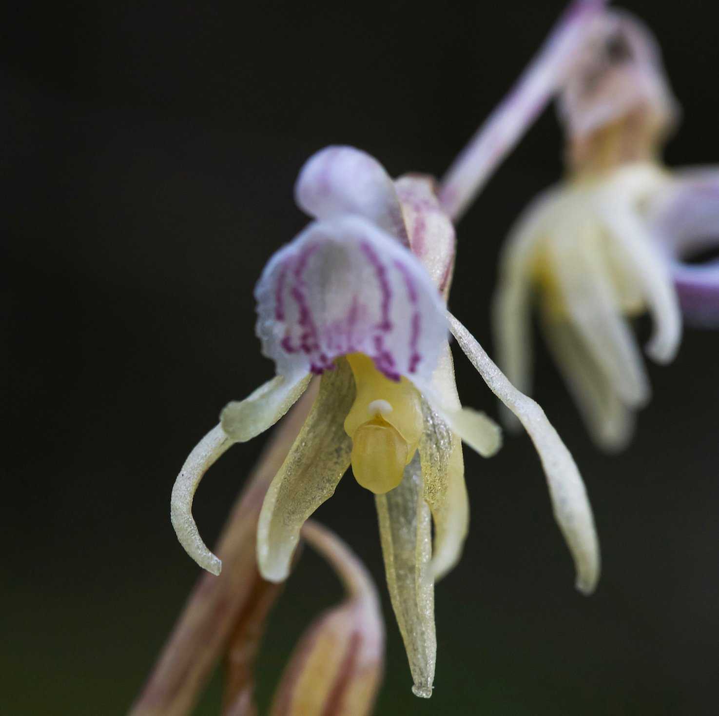 Britain’s rarest wild orchid discovered again after one man’s 15-year ghost hunt - Positive News