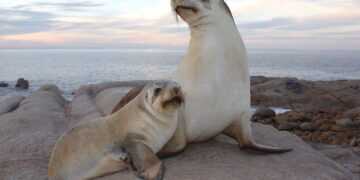 Sea lion camera crews capture new footage of uncharted ocean floor - Positive News