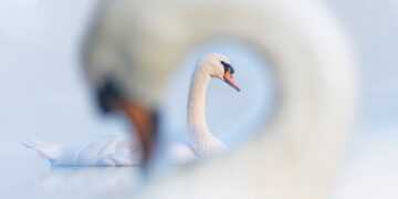 Bird photographer of the year 2024 winners – in pictures