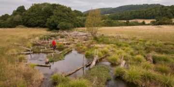 A new flow: pioneering UK river restoration declared a success